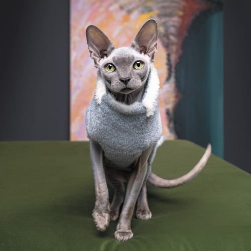 Светр Pet Fashion «Cat» для кота, розмір XS, меланж PR242971 фото