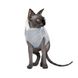 Светр Pet Fashion «Cat» для кота, розмір XS, меланж PR242971 фото 2