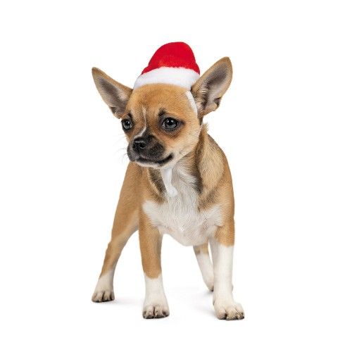 Ковпак Pet Fashion новорічний для собак, розмір XS, червоний PR240455 фото