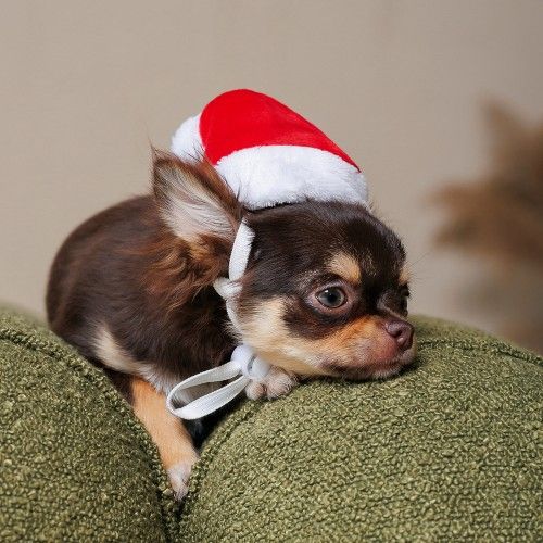 Ковпак Pet Fashion новорічний для собак, розмір XS, червоний PR240455 фото