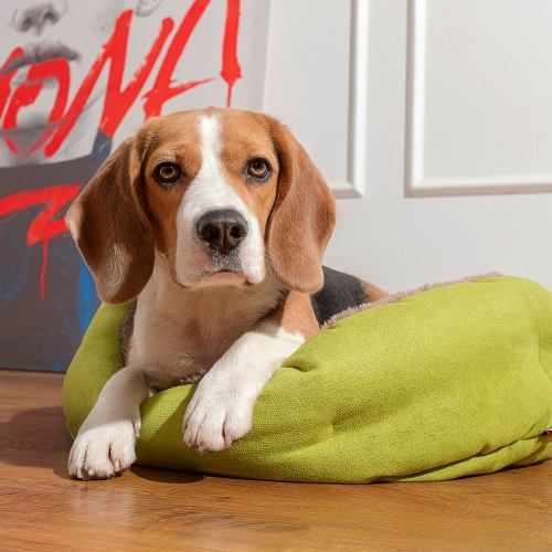 Лежак Pet Fashion «Brig» для собак, 58х48х20 см, лайм PR242409 фото