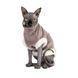 Светр Pet Fashion «Tom» для кота, розмір L, капучіно PR242947 фото 3
