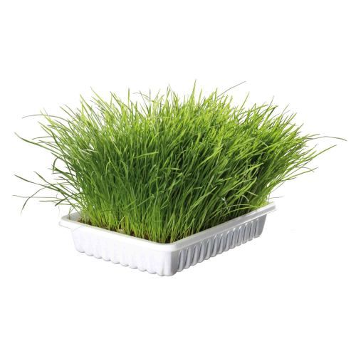 Трава Trixie Soft Grass для котів та кошенят, контейнер, 100 г 4232 фото